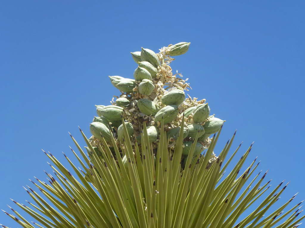 Joshua Tree National Park